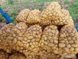 Ukopie na zamówienie ziemniaki jadalne Colombo., towar z jasnej ziemi, czysty. Więcej informacji pod nr tel 697631392