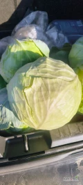 Sprzedam kapustę na przemysł zdrowa ladns