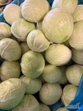 Sprzedam kapustę białą 3-4 kg główka oraz 5 + . Zbierana przed mrozami, czysty zdrowy towar  