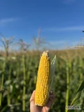 Sprzedam kukurydzę cukrową