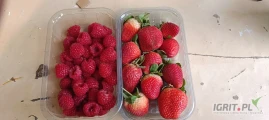 Truskawka / Malina / Borówka – owoce importowane do przetwórstwa, mrożenia, tłoczenia 