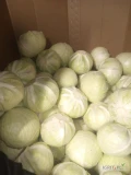 Sprzedam kapustę białą na przemysł z przechowalni odmiany zimowe. Zdrowa czysta karton big bag skrzynia. Duże ilości. 