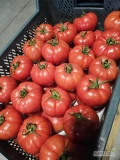 Pomidor malinowy, żebrowany, Cassarosa skrzynka 15kg/ karton 6kg, duże ilości, możliwy transport