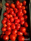 Sprzedam pomidora gruntowego Lima. Ilość około 80 klatek po 18 kg w trzech sortach. Cena zależna od ceny rynkowej. Odbiór osobisty w...