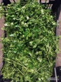 Do sprzedania ilości hurtowe natki pietruszki włoskiej. Pietruszka pakowana w opakowania plastikowe w luzie po 4,5 kg. Dostępna ilość...