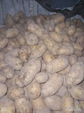Sprzedam ziemniaki Queen Anna w bb większe ilości z jasnej ziemi zdrowy towar. 