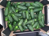 Sprzedam ogórki gruntowe do 10 cm  cena 2,50 zł za kg , .Produkt Polski wysoka jakość .Zapraszamy kontakt 518 608 411