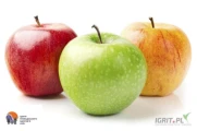 Przyjmę  do jabłek 23 zl god. - darmowe mieszkanie