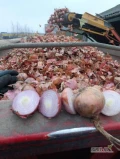 Cebula ŻÓŁTA na pakowanie i obieranie ,import ,ilości tirowe ,dostawa do klienta ,cała Polska ,co tydzień nowe oferty...