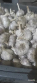 Sprzedam czosnek lubasza i Harnaś różne kalibry może być do sadzenia materiał z cebulek własnej produkcji  .mam również czosnek...