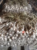 Sprzedam czosnek wiosenny Jarus zdrowy grube główki .