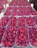Witam sprzedam malinę Glen ample rwana na zamówienie w 0.5kg 