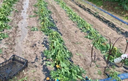 8 centymetrowy grad we Włoszech. Ogromne straty - ZDJĘCIA