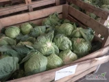 Sprzedam Kapustę młoda małe i duże ilości możliwy transport informacje pod nr tel 727694440.
