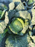 Sprzedam ładną kapustę włoską na sztuki 