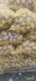 Sprzedam ziemniaki Queen Anne towar czysty świeżo sortowany aktualnie 150 worków zapraszam do kontaktu 