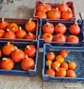 Sprzedam dynie zebraną przed mrozem. Hokkaido od 0,8 do 3 kg. Bardzo dobra jakość - od tony do 15 ton.