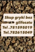 Kupię Grykę Bez Glifosatu Możliwy Odbiór tel. 781595019