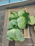 Witam sprzedam kapustę płaska ilości paletowe waga 1,5kg-3kg