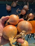 Sprzedam cebulę żółta kaliber5-8 worek 10/15 kg Cebula fazorowana ilości tirowe i paletowe 