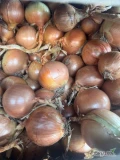 Kupie cebulę 8+.  żółta czerwona z siewu wiosennego luz zdrowa w pełnej łusce Ilości tirowe 