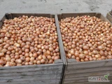 Sprzedam cebulę z siewu wiosennego, ładna łuska, kaliber 4,5-7cm. pakowana 5,10,15kg. ilości paletowe.