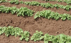 Uwaga producenci ziemniaków!