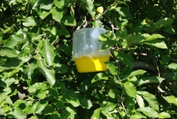 Owocanka południówka - egzotyczny szkodnik, który lubi jabłonie