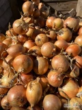 Sprzedam cebulę żółtą z mocną ładną łuską, kaliber 45-70 