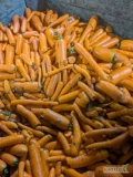 Marchew odpadową nuta luz bądź pakowana 20 kg bez zgnitej.