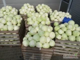 Sprzedam kapustę biała na przemysł ilości tirowe 