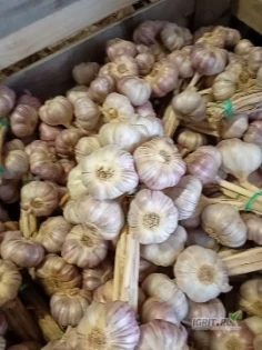 Sprzedam Polski czosnek harnaś. Czosnek z chłodni, bardzo dobra jakość. Hurtowa ilość. Różne kalibry. Najwięcej jest 6     Wiązany w pęczki i warkocze.     Chętnie nawiąże stałą współpracę.  Możliwy dowóz lub odbiór na miejscu    501378301.      