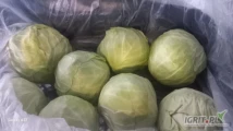 Sprzedam kapustę młodą na kilogramy kraj pochodzenia Macedonia 