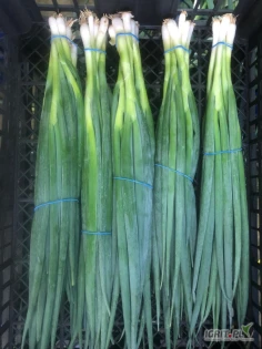 Szczypior paluch sałatkowy z cebulką     Sprzedam paluch sałatkowy - kraj pochodzenia Egipt    Jakość marketowa.     Towar sprzedawany jest w skrzynkacj  40x150g    Możliwość spakowania w folijkę - cena i gramatura do uzgodnienia     tel 796171927