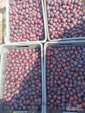 Witam sprzedam śliwkę przemysłową fioletową słodką większe ilości cena do uzgodnienia tel.723469783
