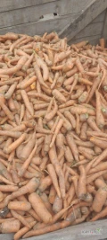 Sprzedam marchew odpadową ilosci paletowe 