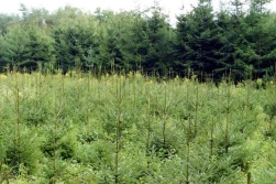 Będzie nowy nabór wniosków na zalesianie