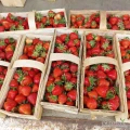 Truskawka Verdi ładna gruba nie przestała , w trakcie zbiorów 