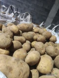 sprzedam ziemniaki soraya grube z jasnej ziemi w big bagu 