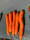 Sprzedam marchew handlowa 3-5cm oraz gruba 5+cm. Kopana za nać lub oglowiona, ładnie się myje, zdrowa. Możliwość sprzedaży umytej....