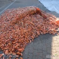 Kupię marchew odpadową nie nadająca się na przemysł. Place 20-25 gr za kg. Odbiorę własnym transportem. Najlepiej 25 ton