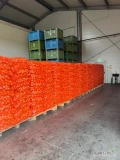 Sprzedam cebulę żółta  czerwona kaliber 4.5-8 /70-90 fazorowana Worek 10 /15 kg  ilości tirowe i paletowe 
