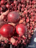 Sprzedam cebulę czerwoną kaliber 6-8 worek 5/10  kg bigbag cebula fazorowana 