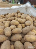 Sprzedam ziemniaki Lilly Queen Anna ilości tirowe Fito 