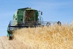 Zboża tanieją. Niektóre znacznie