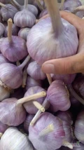 W sprzedaży czosnek Kazachstan, duże ilości!!!  