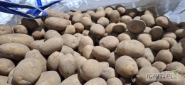 Sprzedam ziemniaki Soraya 50+ w big-bagu, gotowe 24 tony. Możliwość wystawienia faktury