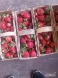 Sprzedam truskawke odmiana Tea gruba w trakcie rwania 