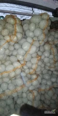 Sprzedam ziemniaki Twister i Melody 45+ ziemniak ładny bez pogryzień i drutowca. Pakowane w worki 15kg możliwość w big bagi  667636357