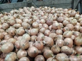 Sprzedam cebule drobną fazorowana kaliber 40/50, ok.26ton, opakowanie dowolne